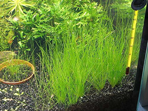 Potted Dwarf Hairgrass Aquarium Live Plant by West Coast Aquatics