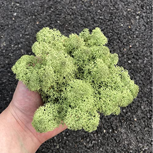 Preserved Reindeer Moss Natural Green DIY Kit Gardenning Art Wall Decor Florist Decor Easter Table Decor Wedding - color: Green-07, size: 0.85 lb