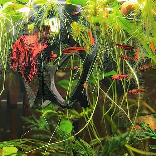 Betta Play Ground | Floating Hammock and Hiding Cave for Betta, Fish, Shrimp with Feeding Station – Swim-Through Aquarium Ornament and Tank Decoration (Baby Blue, Regular)