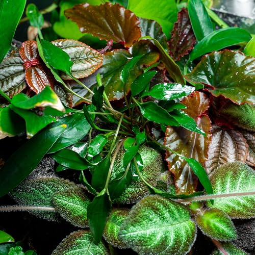 SubstrateSource Cryptocoryne Live Aquarium Plants - Freshwater Plant for Aquariums, Planted Fish Tanks - Beginner Friendly (Undulata, 1 Pot (3-5 Plants)) - color: Undulata, size: Pot