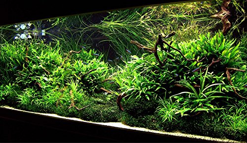 Microsorum Pteropus Windelov Java Fern Lace Potted Freshwater Live Aquarium Plants Decoration Fish Tank by greenpro