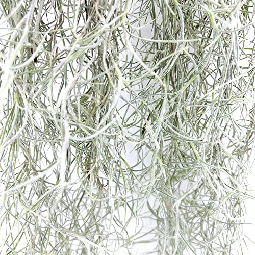 ragnaroc Tillandsia Usneoides ‘Thick-Colombian Spanish Moss’ - ragnaroc Indoor Tropical Plant 16” / 6 oz - Live Arrival Guaranteed - Live Air Plant & House Plants for Home Decor & Gift - size: 6 Oz