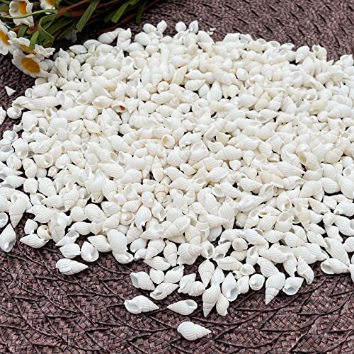 White Clam Cay Cay Sea Shells for Home Decorations, Party Wedding, DIY Crafts (About 350pcs Spiral Shape) - color: About 350pcs spiral shape