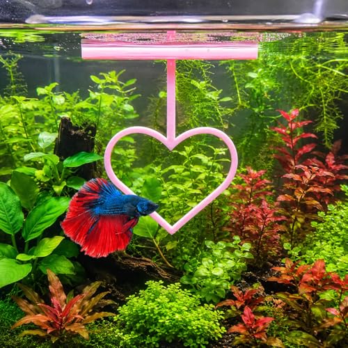 Floating Heart Betta Training Ring, Heart Active Betta Training Floating Ring, Floating Feeder, Betta Loops for Aquarium Decor, Pink, 3.8in x 3.7in (Pink, Single) - color: Pink, size: Single