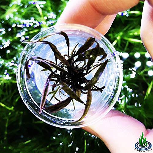 Cryptocoryne Nurii Nano Mini Tissue Culture Freshwater Live Aquarium Plants Decoration