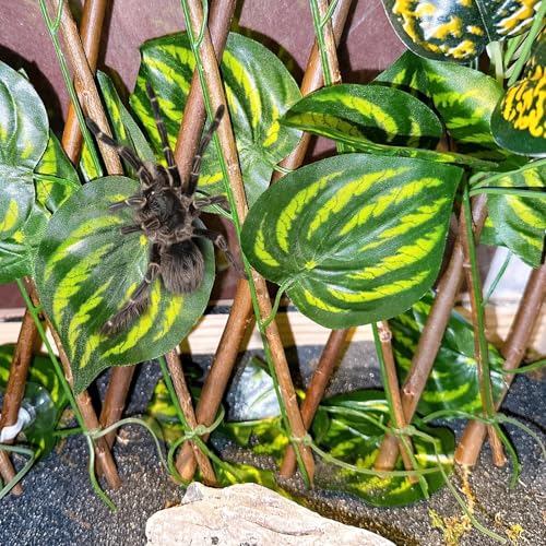 Reptile Hermit Crab Climbing Wall Toys, Bearded Dragon Climb Accessories, 15.75 in Watermelon Leaves Retractable Hedge Fence Background, Gecko Spider Aquarium Tank Decoration with Suction Cups - color: Watermelon Leaves Reptile Climbing Wall