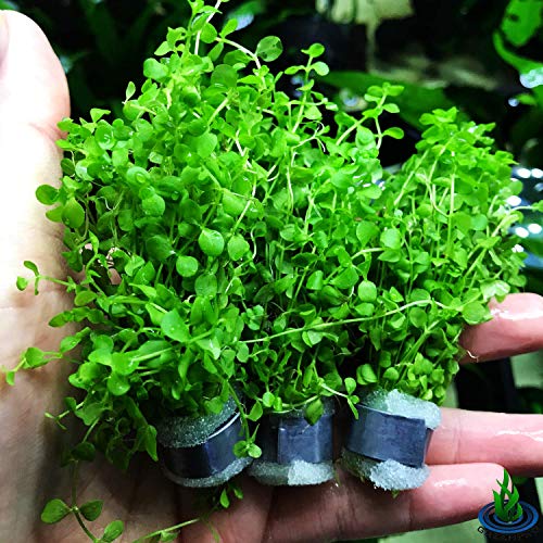 Micranthemum Monte Carlo 3-Bunch Freshwater Live Aquarium Plants Carpet Tank Decoration