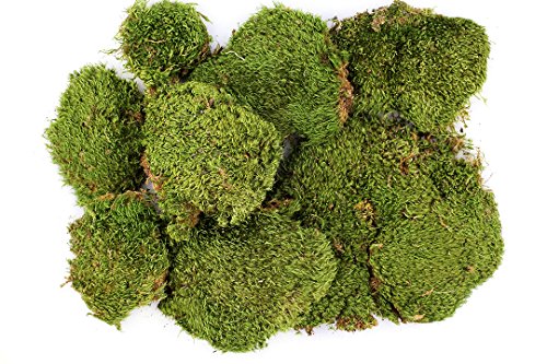 SuperMoss (21537) Mood Moss – Natural Moss for Home Decor, Terrariums, Floral Arrangements, and Craft Projects, 1,564 cu in, Dried - color: Natural Dried, size: Appx. 3 lb Bulk Case