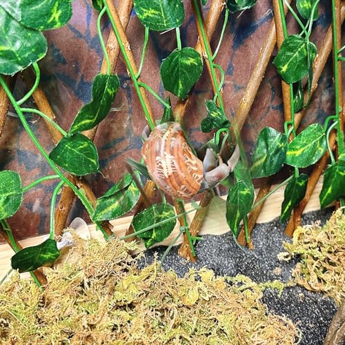 Reptile Hermit Crab Climbing Wall Toys, Bearded Dragon Climb Accessories, 15.75 in Evergreen Leaves Retractable Hedge Fence Background,Gecko Spider Aquarium Tank Decoration with Suction Cups - color: Evergreen Leaves Reptile Climbing Wall