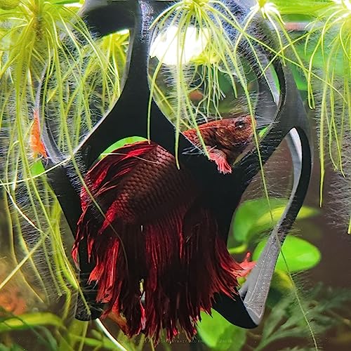 Betta Play Ground | Floating Hammock and Hiding Cave for Betta, Fish, Shrimp with Feeding Station – Swim-Through Aquarium Ornament and Tank Decoration (Baby Blue, Regular)