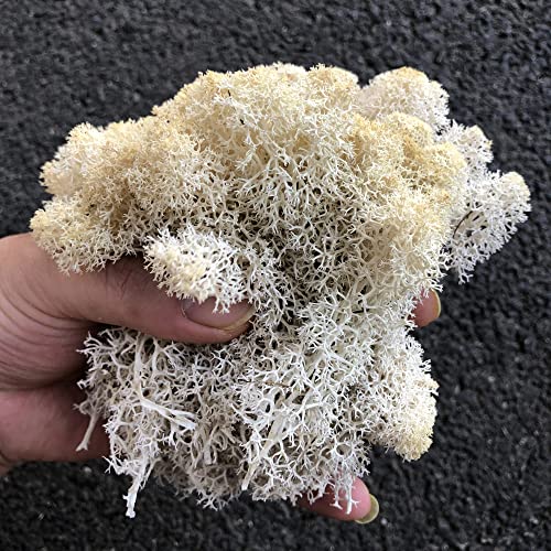 Preserved Reindeer Moss Natural Green DIY Kit Gardenning Art Wall Decor Florist Decor Easter Table Decor Wedding - color: White-01, size: 0.85 lb