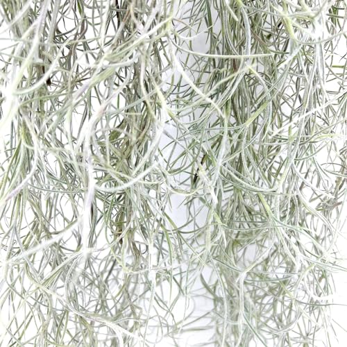ragnaroc Tillandsia Usneoides ‘Thick-Colombian Spanish Moss’ - ragnaroc Indoor Tropical Plant 16” / 1 oz - Live Arrival Guaranteed - Live Air Plant & House Plants for Home Decor & Gift - size: 1 Oz