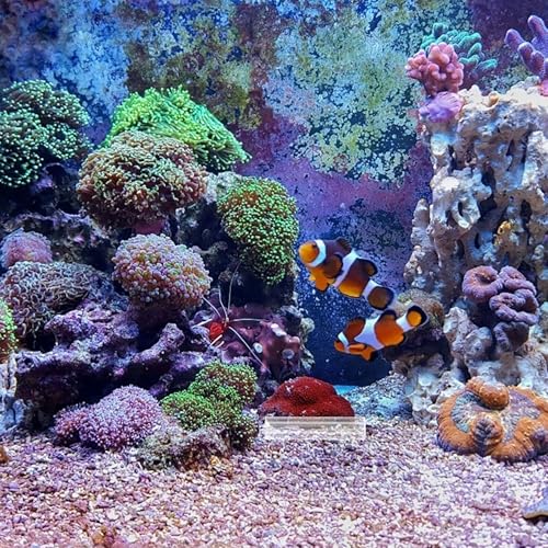5-Hole Acrylic Shrimp Shelter Fish Hiding Cave Aquarium Landscaping Decor for Shrimp Breeding and Turtle Fish Tank Ornament