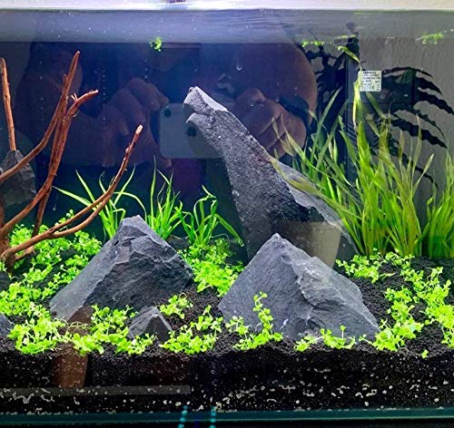 Micranthemum Monte Carlo 3-Bunch Freshwater Live Aquarium Plants Carpet Tank Decoration