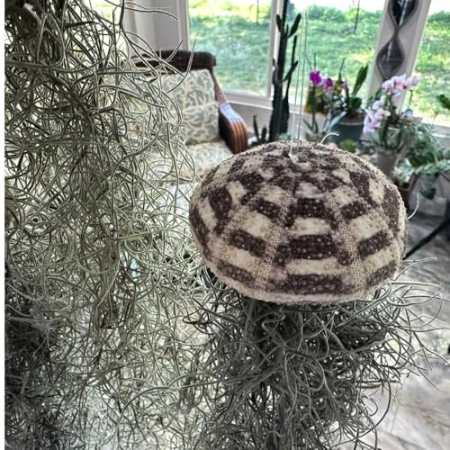 Jellyfish Spanish Moss Live Hanging Tillandsia Air Plant Ornament in Alfonso Sea Urchin Shell Home Decor, Unique Gift, Beach Housewarming Present, Wedding Party Favor or Table Place Card Holder - size: Large Alfonso Urchin