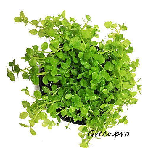 Micranthemum Monte Carlo Potted Live Aquarium Plants for Freshwater Carpet Foreground Fish Tank