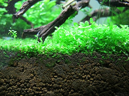 Tissue Culture Live Aquarium Plants | in Vitro Freshwater Aquatic Plants for Small Aquariums and Foreground (Monte Carlo) - style: Monte Carlo