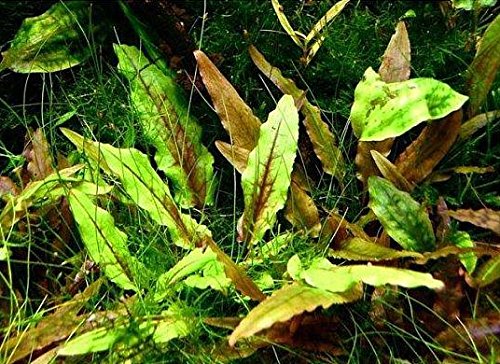 (Crytocoryne Wendtii Green Gecko) Live Aquarium Plants in Tissue Culture Cup Anubias, Cryptocoryne, Bucephalandra, Piptospatha Ridleyi and More 100% Pest Snail and Algae Free