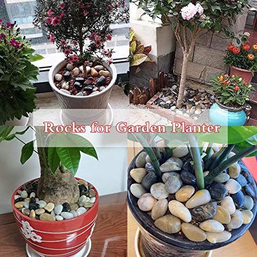 3 lb River Rocks for Succulent Plants,Decorative Rocks Bonsai Garden Pebbles,Aquarium Rocks Garden Landscaping Stones for Fish Tank,Plants, Vase Fillers (Multicolor, 3 lb)