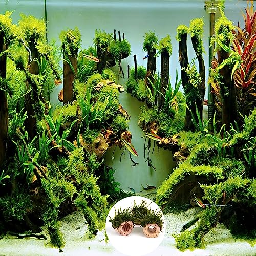 20 Pcs Aquatic Water Plant Fixed Rings, Aquarium Landscape Ceramic Pottery Plant Pot Gravity Ring for Fish Tank Accessories - size: Small