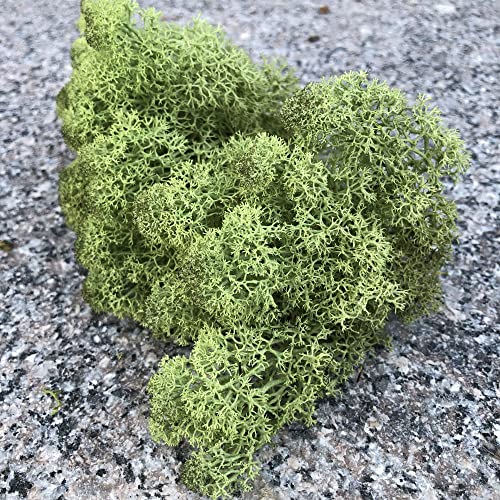 Preserved Reindeer Moss Natural Green DIY Kit Gardenning Art Wall Decor Florist Decor Easter Table Decor Wedding - color: Green-07, size: 0.85 lb