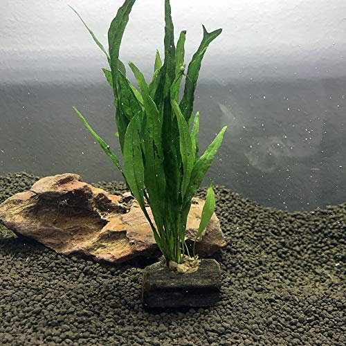 Live Plants on Driftwood | Aquatic Plants for Aquariums and Vivariums (Microsorum on Small Driftwood) - style: Microsorum on small driftwood