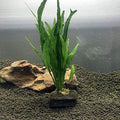 Live Plants on Driftwood | Aquatic Plants for Aquariums and Vivariums (Microsorum on Small Driftwood) - style: Microsorum on small driftwood
