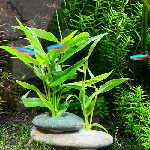 Natural River Stone Plant Weights for Aquarium, Handmade Pebble Anchors for Aquatic Plants, Fish Tank Decorations, Unique Shape & Size, Landscape Plant Weights (0.8″ 2holes 6pcs) - color: Small 0.8″ 2holes 6pcs