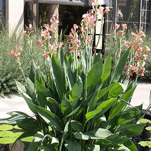 Chalily Canna 'Pink Erebus', a Great Live Pond Plant for Your Water Garden. Filters koi and Goldfish Ponds. Good for Bogs, Plant Shelf or Shallow Water This marginal Aquatic is a Real Beauty - color: Canna 'Pink Erebus'