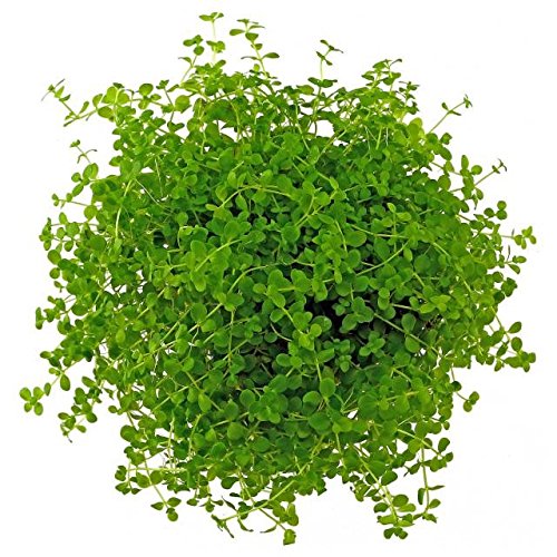 Micranthemum Monte Carlo New Large Pearl Grass Live Aquatic Plant Potted for Aquarium Freshwater Fish Tank by Exotic PlantBuy 2 Get 1 Free