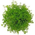 Micranthemum Monte Carlo New Large Pearl Grass Live Aquatic Plant Potted for Aquarium Freshwater Fish Tank by Exotic PlantBuy 2 Get 1 Free