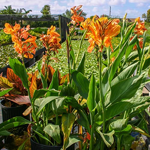 Canna 'Orange Taney', a Great Live Pond Plant for Your Water Garden. Filters koi and Goldfish Ponds. Good for Bogs, Plant Shelf or Shallow Water This marginal Aquatic is a Real Beauty - color: Canna 'Orange Taney'