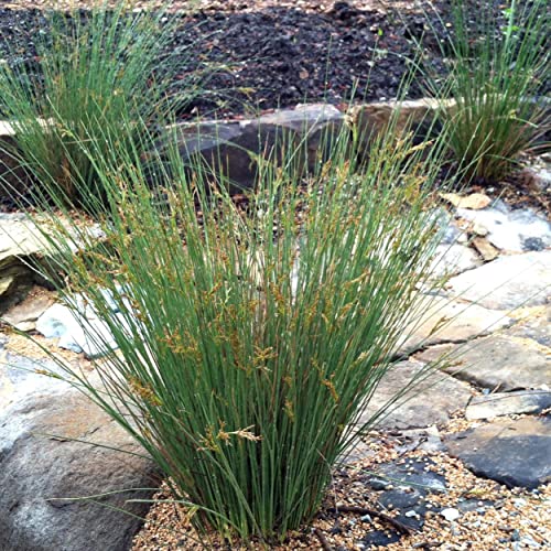 Chalily Blue Arrows Rush, a Great Live Pond Plant for Your Water Garden. Filters koi and Goldfish Ponds. Good for Bogs, Plant Shelf or Shallow Water This marginal Aquatic is a Real Beauty - color: Blue Arrows Rush