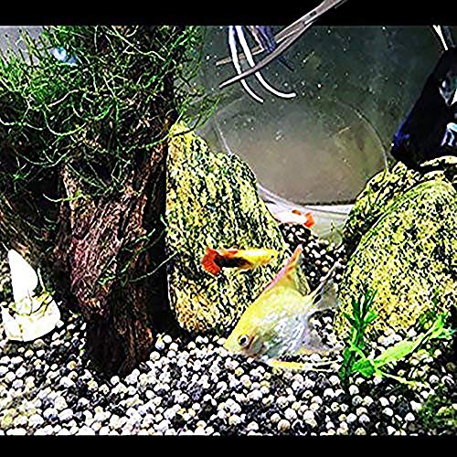 ONST Curved Scissors Long Aquatic Tools Feeding Tongs Aquarium Tank for Fish Tank Aquatic Plants Long Substrate Scissor Stainless Steel