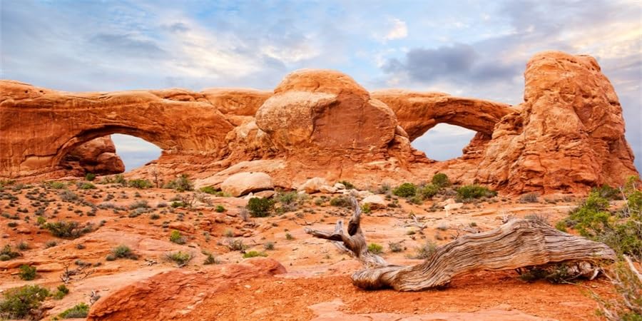 YongFoto Reptile Tank Terrarium Background 30x12 inch Desert Rocky Bush Thorns Western Wilderness Reptile Habitat Background Bearded Dragon Fish Tank Aquarium Polyester Backdrop - color: Orange-2, size: 30 x 12 in