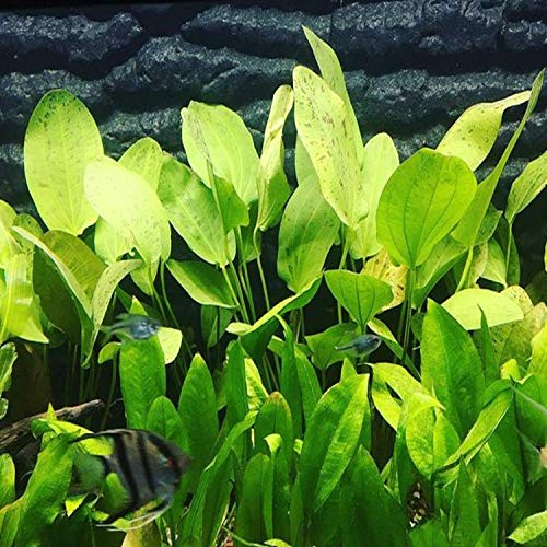 Echinodorus Ozelot Green Potted Live Aquarium Plant Tropical Freshwater Decorations BUY2GET1FREE