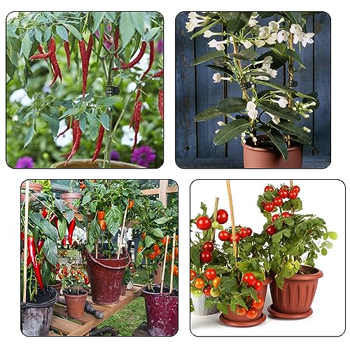 AccEncyc 50 Pcs Large Plant Clips Orchid Clips Plant Orchid Support Clips Flower Vine Clips for Supporting Stems Vines Stalks Climbing Plants Grow Upright - size: 50Pcs Large