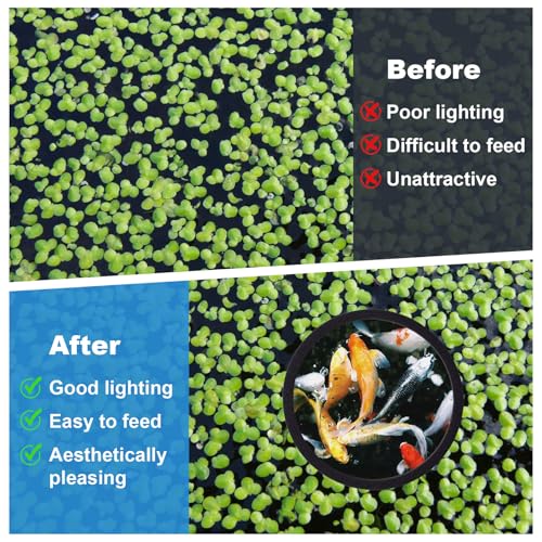 PAGOW 10pcs Fish Feeding Rings Set, Floating Aquarium Plant Corral, Round Fish Feeder Rings for Fish Tank, Floating Plant Ring, Fish Tank Aquarium Accessories for Betta (Black) - color: Black(round)