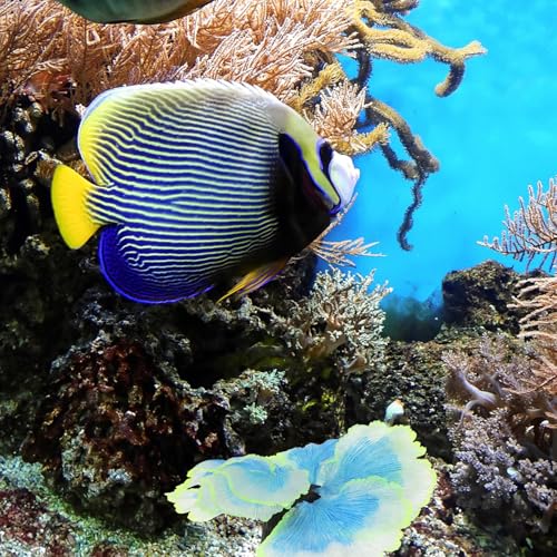 Cabilock Fish Tank Aquatic Plant Decor Silicone Blue Artificial Water Grass Ornament for Aquarium Landscape Micro Landscape Decoration