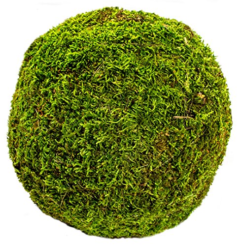 SuperMoss (21663) Moss Ball, Fresh Green, 8" - color: Fresh Green, size: 8"