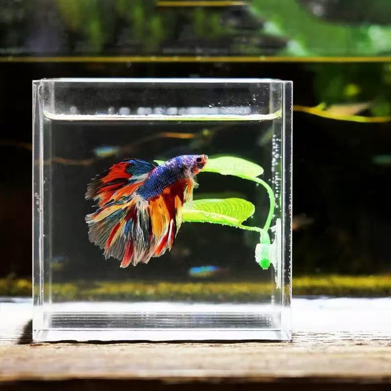 3 Pack Betta Fish Leaf Pad Improves Betta's Health by Simulating The Natural Habitat - Betta Fish Leaf Hammock, Natural, Comfortable Rest Area for Fish Aquarium Ornaments