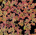 20 Small RED Floating Plants Instantly Beautify Surface of Aquarium or Pond (complementing Moss Java Fern Anubias) Great for Betta Guppy Cherry Shrimp! BUY2GET1FREE !
