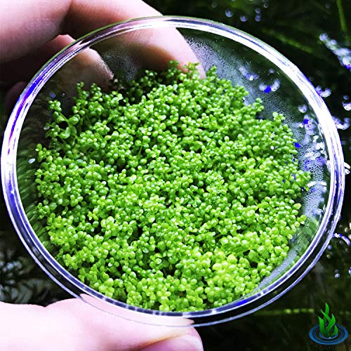 Dwarf Baby Tears Hemianthus Callitrichoides Java Moss Live Aquarium Plants Freshwater Fish Tank Vitro TC Cup