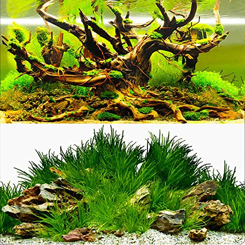 ELEBOX New 23" x 71" Fish Tank Background Paper Wallpaper 2 Sided Colorful Seaweed Water Plants Aquarium Poster Decorations - color: Water Plants, size: H:23.4"x L:71.7"