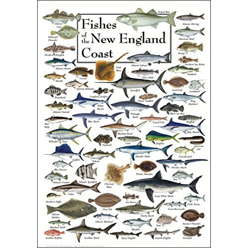 Earth Sky + Water - Fishes of the New England Coast - Poster - color: Poster