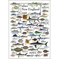 Earth Sky + Water - Fishes of the New England Coast - Poster - color: Poster