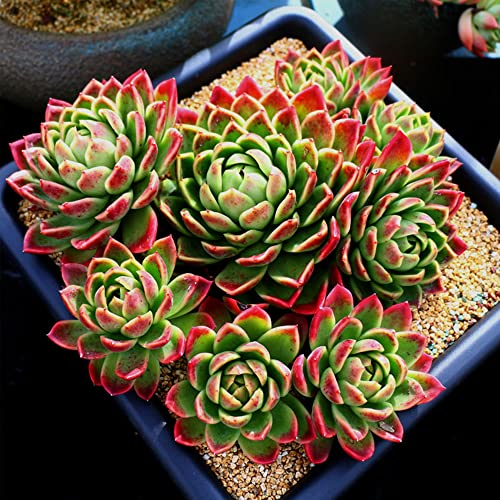 18lb Cactus Pea Gravel Rocks,1/5 Inch Pebbles for Indoor Plants, Natural Succulent Rock and River Rocks Decorative for Aquariums, Vases, Terrarium, Outdoor Gardening, Top Dressing for Potted Plants - color: Mixed Colorful, size: 18LB