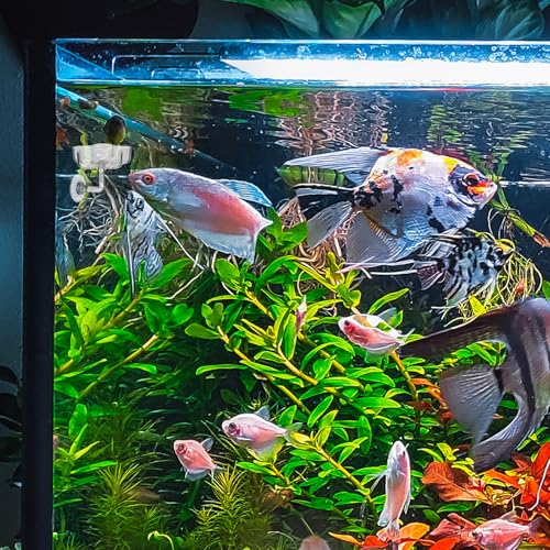 Aquarium Shrimp Fish Feeding Dish, Small Fish Feeder Dishes Clear Feeder Dish Betta Fishes Accessories Food Tray Container with Suction Cup Shrimp Tank Accessories (Sakura Shaped)