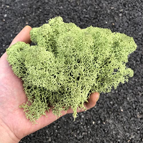 Preserved Reindeer Moss Natural Green DIY Kit Gardenning Art Wall Decor Florist Decor Easter Table Decor Wedding - color: Green-07, size: 0.85 lb