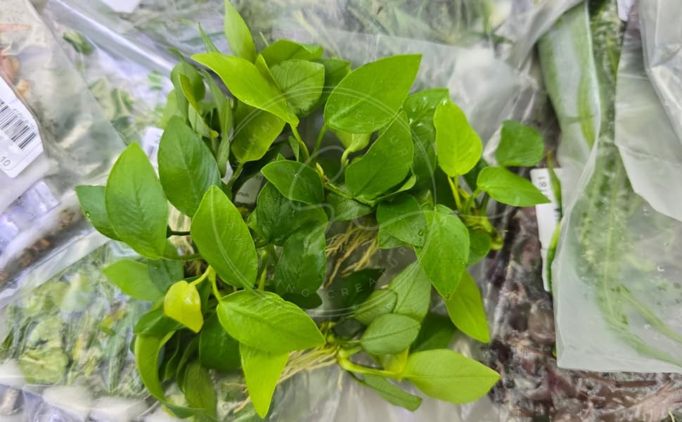 Swimming Creatures™ Java Moss (25 sq inch Portion) & 8 Species Live Aquarium Plant Pack – Freshwater Aquarium Plants